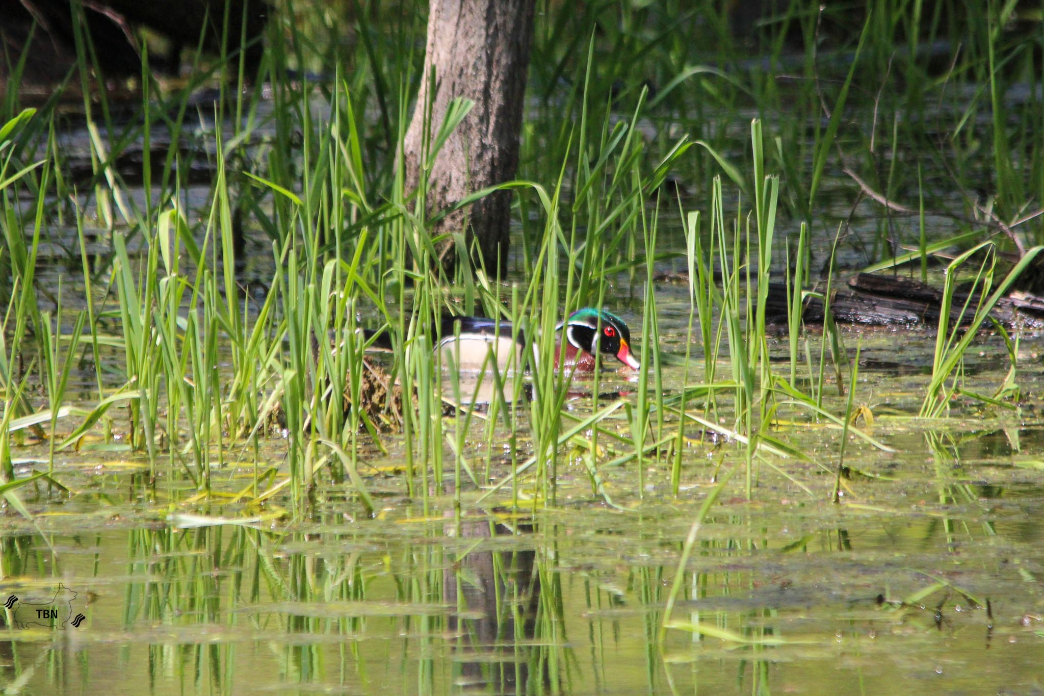 Wood Duck